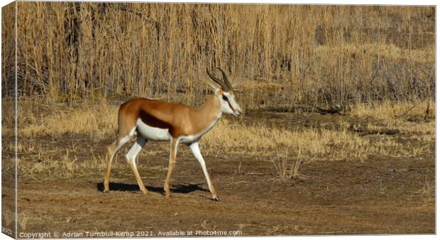 Springbok ram passing sun drenched reeds Canvas Print by Adrian Turnbull-Kemp