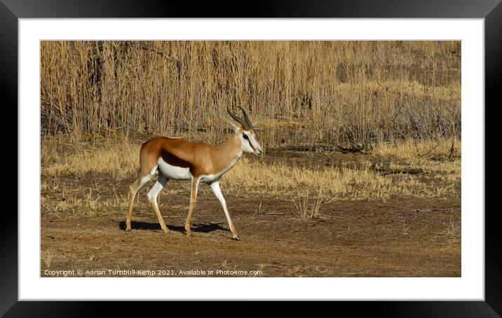 Springbok ram passing sun drenched reeds Framed Mounted Print by Adrian Turnbull-Kemp