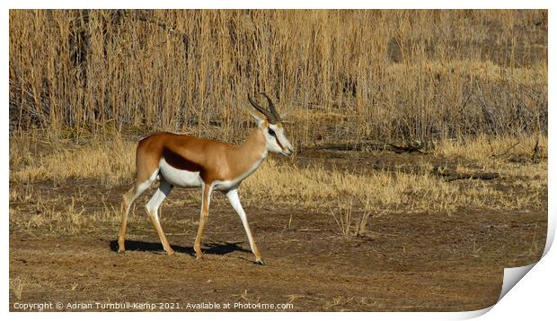 Springbok ram passing sun drenched reeds Print by Adrian Turnbull-Kemp