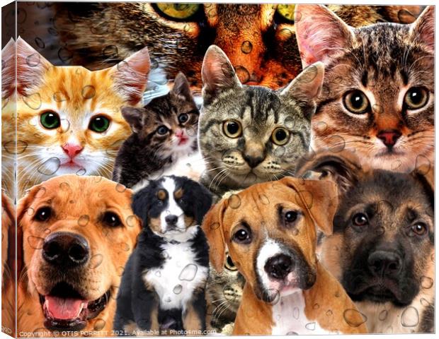 Cats and Dogs Canvas Print by OTIS PORRITT
