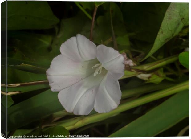 The Bindweed Flower. Canvas Print by Mark Ward