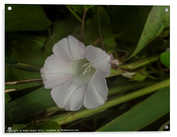 The Bindweed Flower. Acrylic by Mark Ward