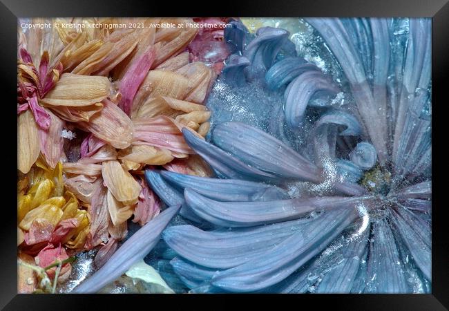 Blue Swirl Framed Print by Kristina Kitchingman