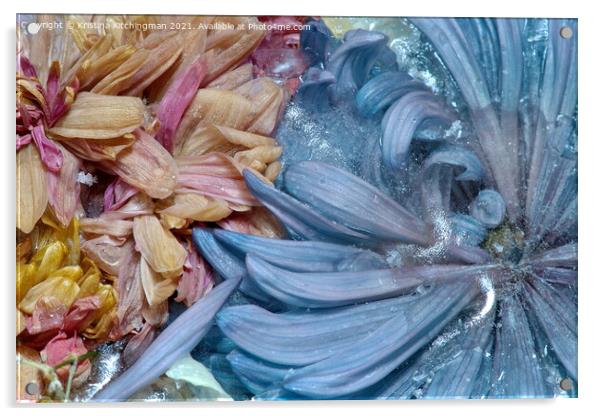 Blue Swirl Acrylic by Kristina Kitchingman