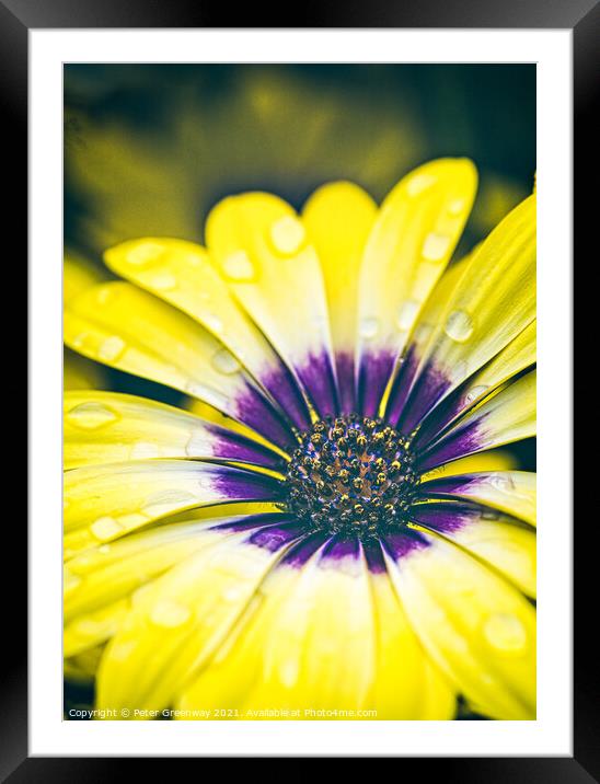 African Daisy Osteospermum Flower Framed Mounted Print by Peter Greenway