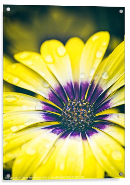 African Daisy Osteospermum Flower Acrylic by Peter Greenway