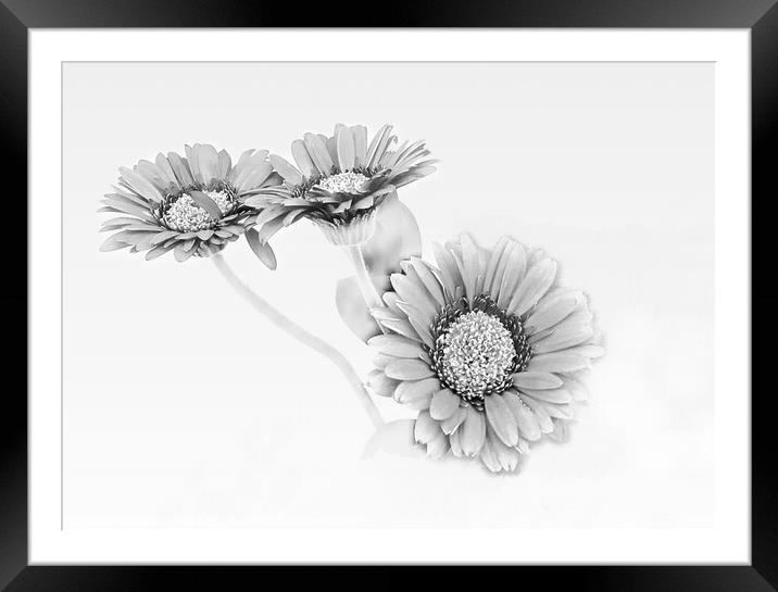 Monochrome Beauty Framed Mounted Print by Beryl Curran