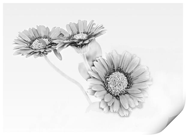 Monochrome Beauty Print by Beryl Curran