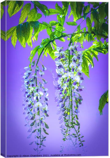 Wisteria Cascade Canvas Print by Alison Chambers