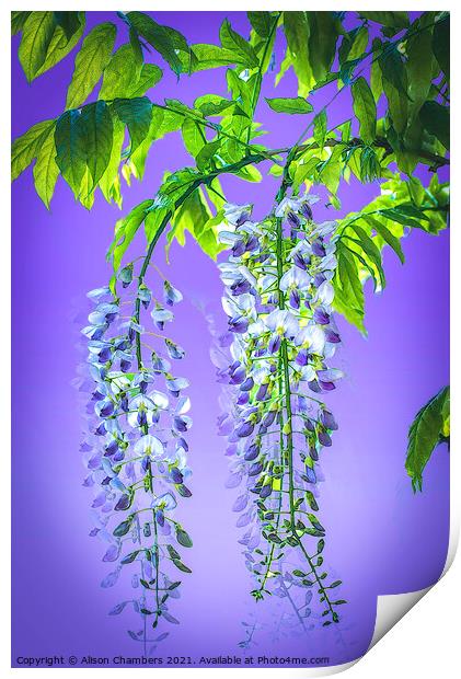 Wisteria Cascade Print by Alison Chambers