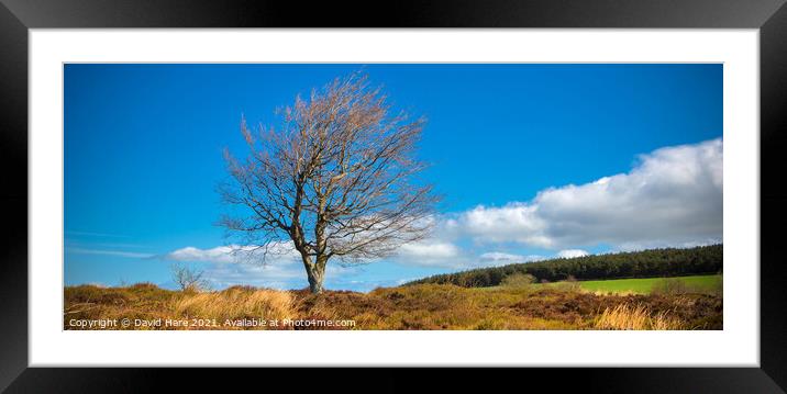 Single peak District tree Framed Mounted Print by David Hare