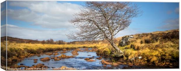 Riverside Tree in the Highlands of Scotland. Canvas Print by David Hare