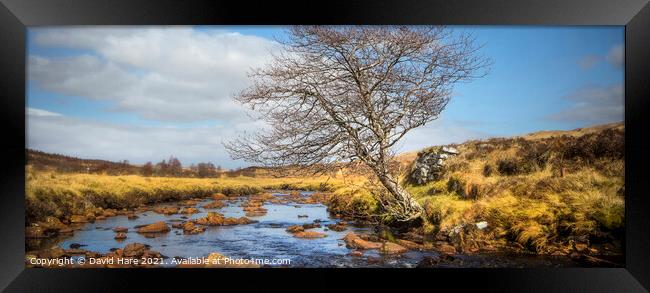 Riverside Tree in the Highlands of Scotland. Framed Print by David Hare