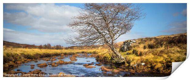 Riverside Tree in the Highlands of Scotland. Print by David Hare