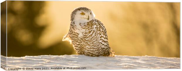 Snowy Owl Canvas Print by David Hare