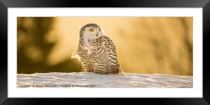 Snowy Owl Framed Mounted Print by David Hare