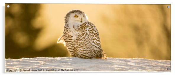 Snowy Owl Acrylic by David Hare