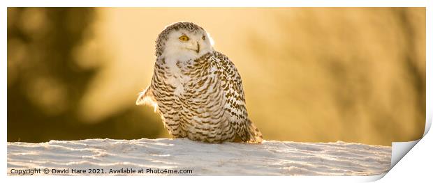 Snowy Owl Print by David Hare