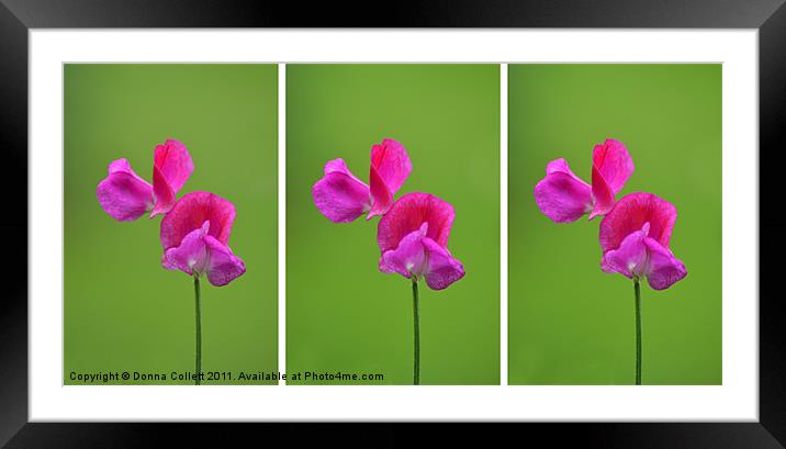 3 Sweet Peas Framed Mounted Print by Donna Collett