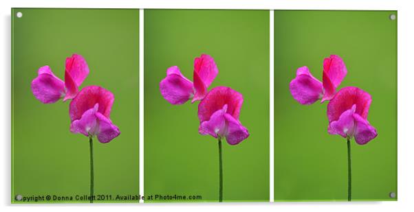 3 Sweet Peas Acrylic by Donna Collett