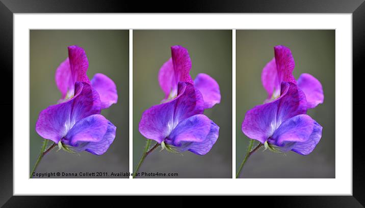 Sweet Purple Peas Framed Mounted Print by Donna Collett