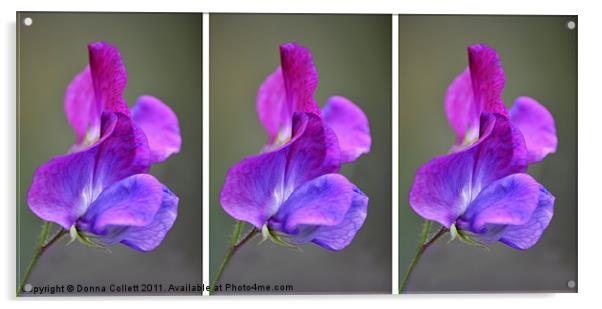 Sweet Purple Peas Acrylic by Donna Collett