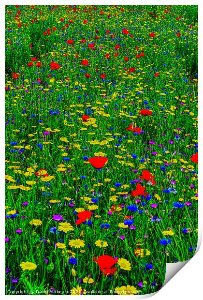 Wild Flower Meadow Print by David Atkinson