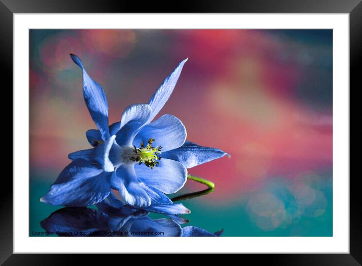 Aquilegia Framed Mounted Print by Colin Chipp