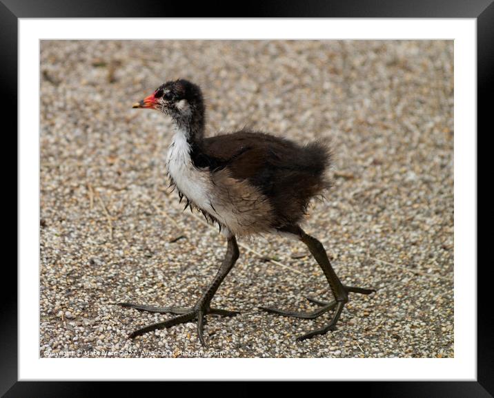 Moorhen...To Be. Framed Mounted Print by Mark Ward