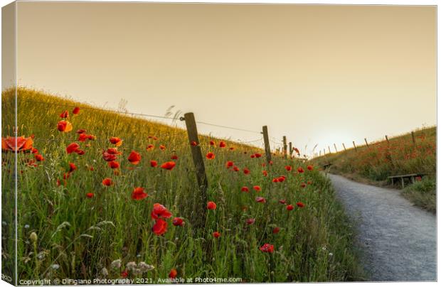 Poppies and Path Canvas Print by DiFigiano Photography
