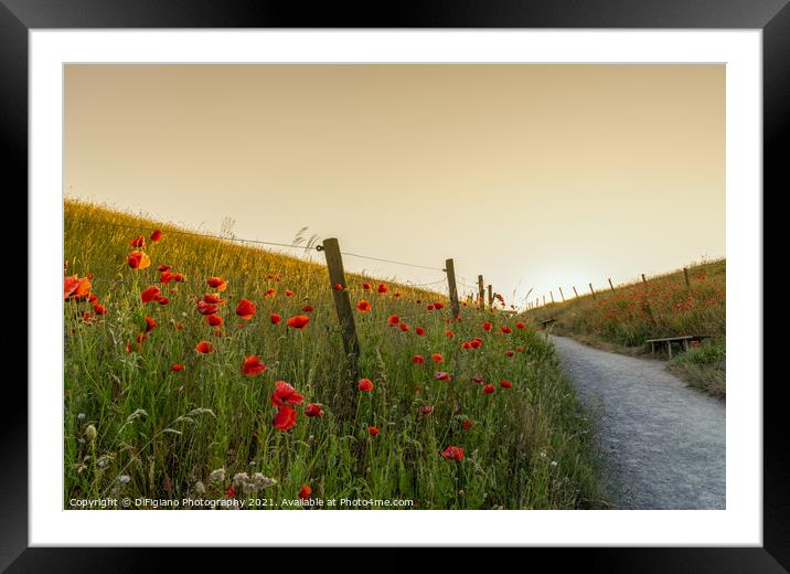 Poppies and Path Framed Mounted Print by DiFigiano Photography