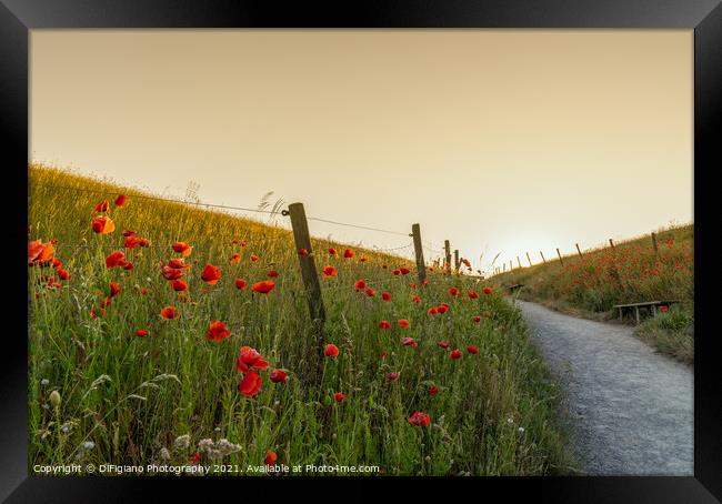 Poppies and Path Framed Print by DiFigiano Photography