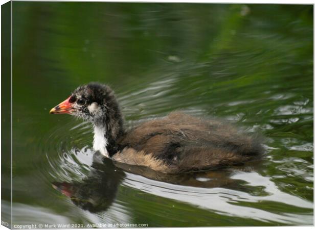Baby Moorhen on the Water. Canvas Print by Mark Ward