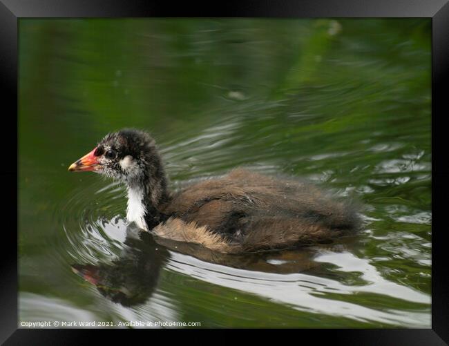Baby Moorhen on the Water. Framed Print by Mark Ward