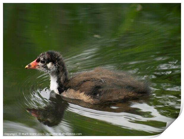 Baby Moorhen on the Water. Print by Mark Ward