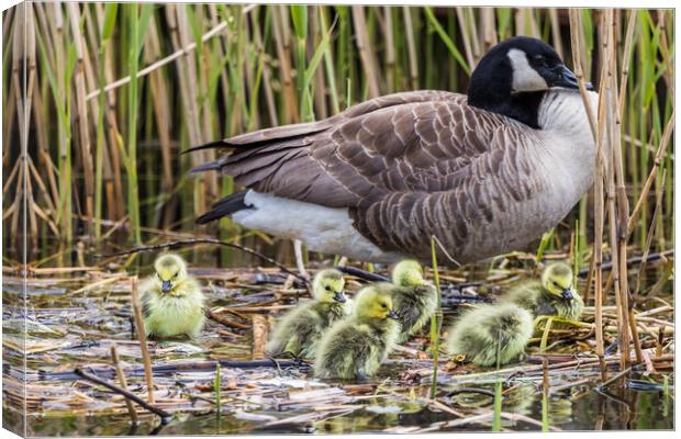 Canadian geese chicks rest on the waters edge with a parent Canvas Print by Jason Wells