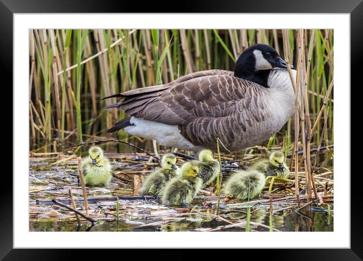 Canadian geese chicks rest on the waters edge with a parent Framed Mounted Print by Jason Wells
