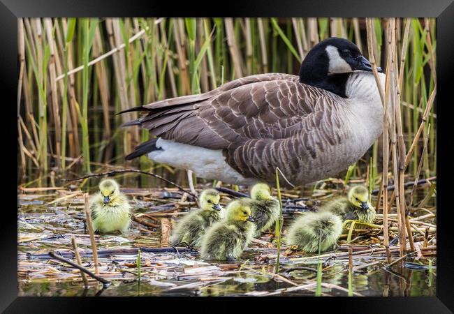 Canadian geese chicks rest on the waters edge with a parent Framed Print by Jason Wells