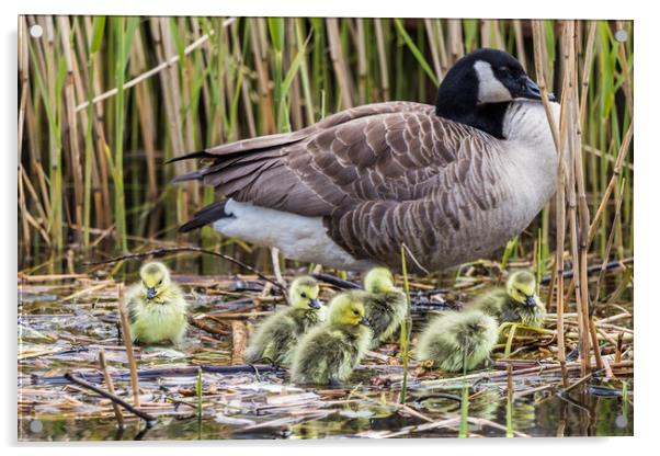 Canadian geese chicks rest on the waters edge with a parent Acrylic by Jason Wells