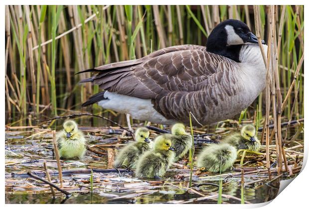 Canadian geese chicks rest on the waters edge with a parent Print by Jason Wells
