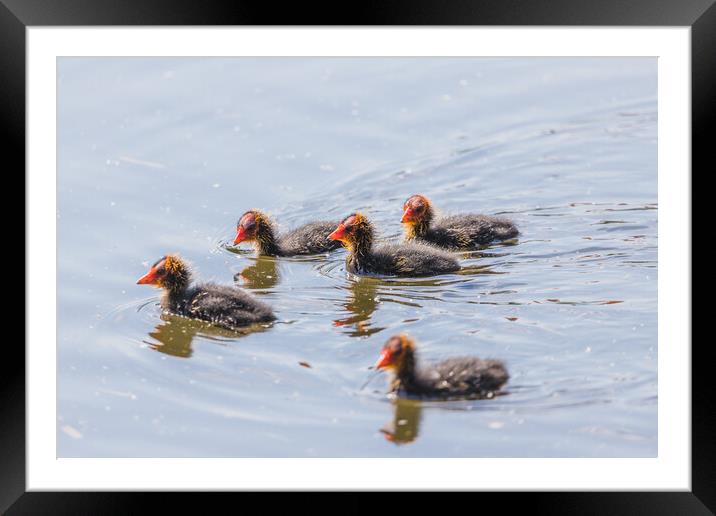 Moorhen chicks explore the waters edge Framed Mounted Print by Jason Wells