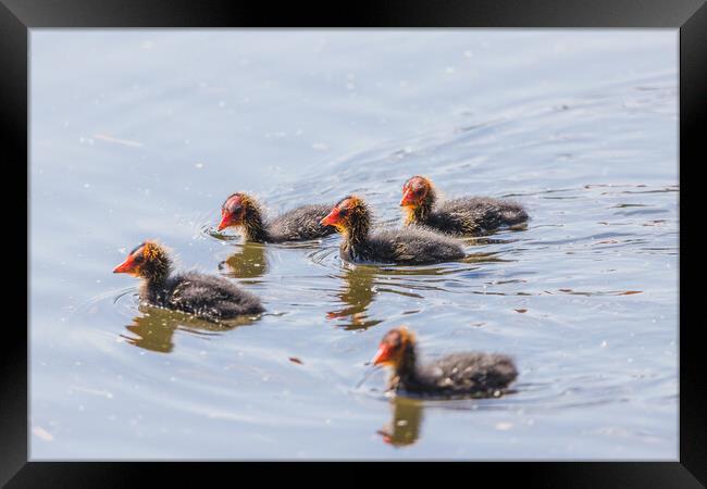 Moorhen chicks explore the waters edge Framed Print by Jason Wells