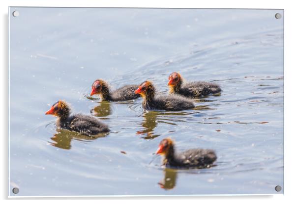 Moorhen chicks explore the waters edge Acrylic by Jason Wells