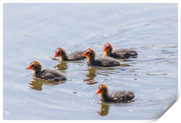 Moorhen chicks explore the waters edge Print by Jason Wells