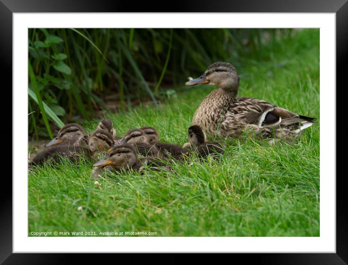 The Mallard Family of Hastings. Framed Mounted Print by Mark Ward