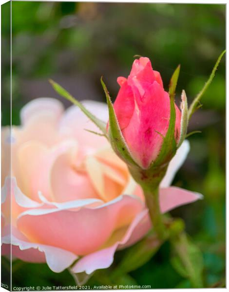 Rose bud reaching for the sunshine Canvas Print by Julie Tattersfield