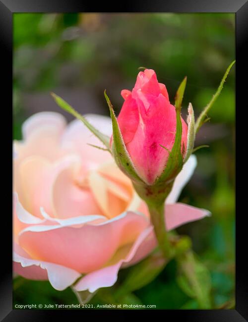 Rose bud reaching for the sunshine Framed Print by Julie Tattersfield
