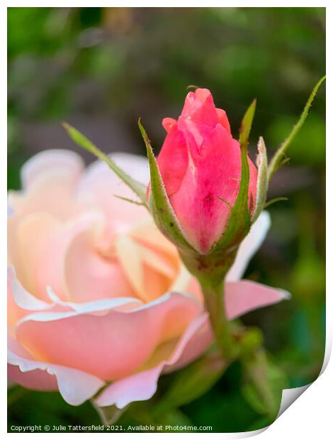 Rose bud reaching for the sunshine Print by Julie Tattersfield