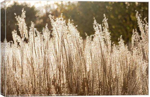 Silver Feather Grass in autumnal sunlight Canvas Print by Marcin Rogozinski