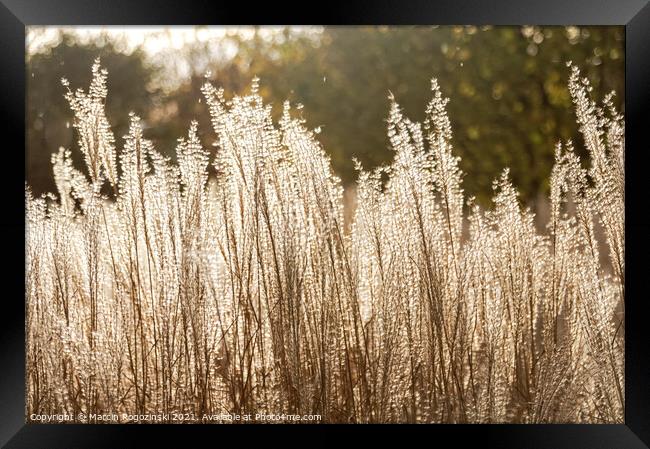 Silver Feather Grass in autumnal sunlight Framed Print by Marcin Rogozinski